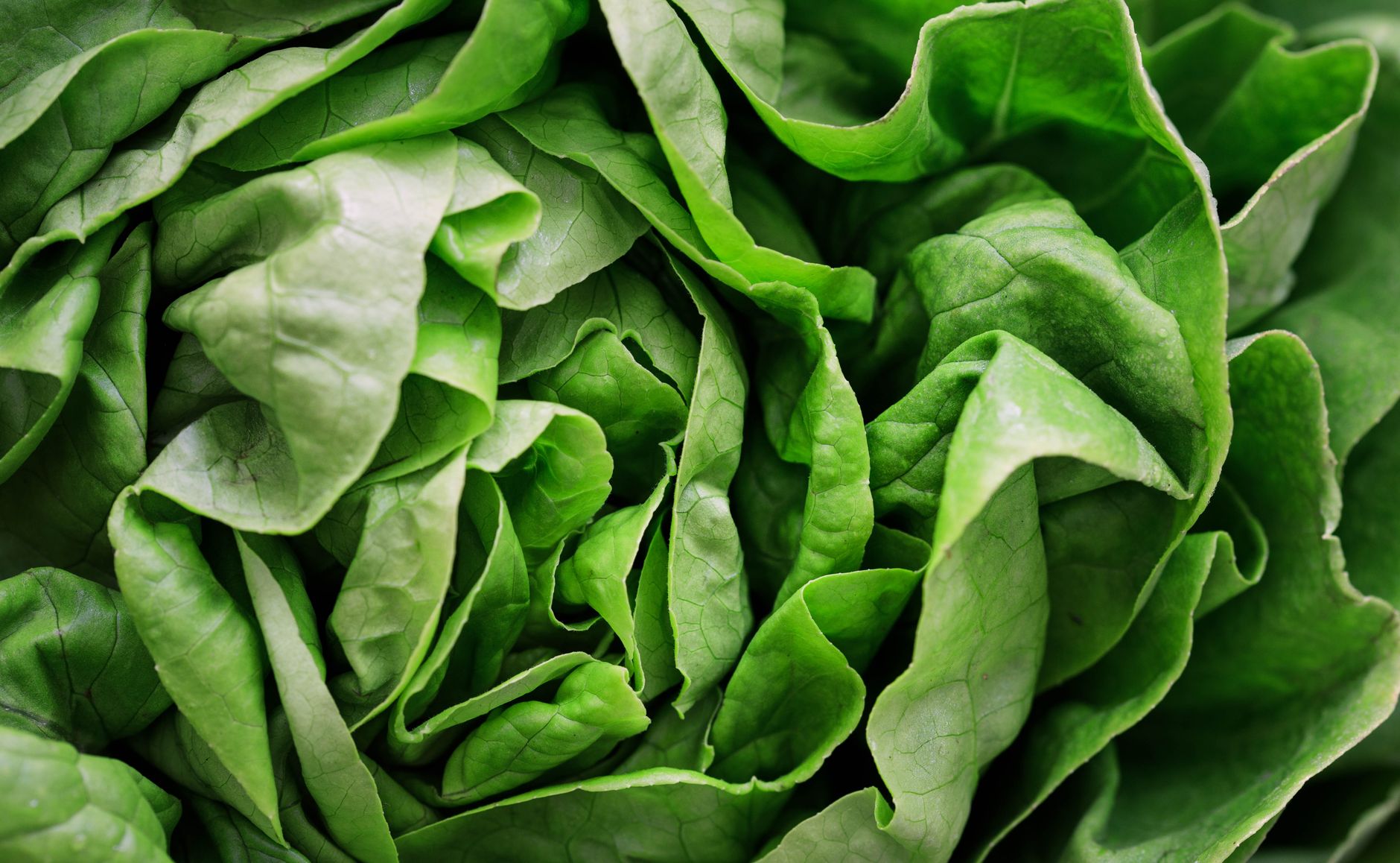 Fresh green salad leaves